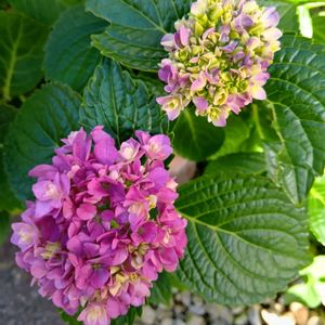 紫陽花 アジサイ あじさい,no green no life,GSに感謝。,ばら バラ 薔薇,玄関の画像