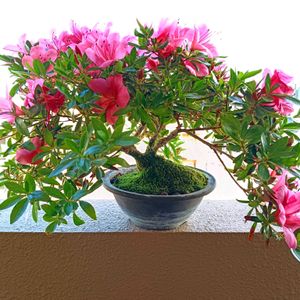 サツキ盆栽,バルコニー/ベランダ,ベランダの画像