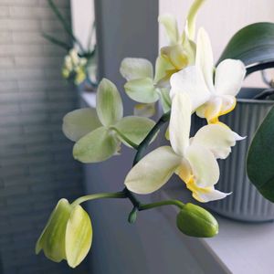 緑のある暮らし,みどりのある暮らし,カインズ,おうちファレノ,小さな庭の画像