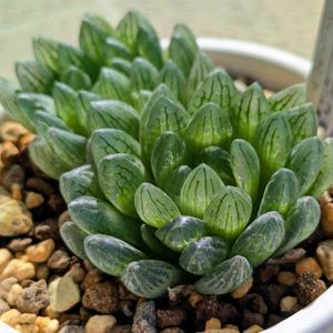 グラキリデリネアータ,Haworthia cymbiformis f. gracilidelineata , Baakens Valley,ハオルチア　シンビフォルミス　グラキリデリネアータ,多肉植物,植物のある暮らしの画像