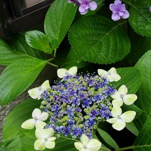 紫陽花　大島緑花,カラー パコ,花のある暮らし,私の癒し,紫陽花大好きの画像