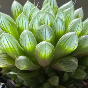 ハオルチア,リトルミッシー,リトルミッシー,だるま秀麗,だるま秀麗の画像