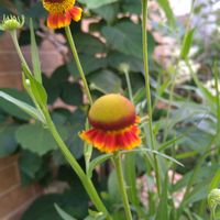 キキョウ,宿根草,ピンクアナベル,ヘレニウム（団子菊）,ドライフラワーの画像
