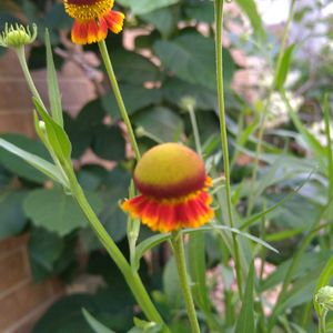 キキョウ,宿根草,ピンクアナベル,ヘレニウム（団子菊）,ドライフラワーの画像