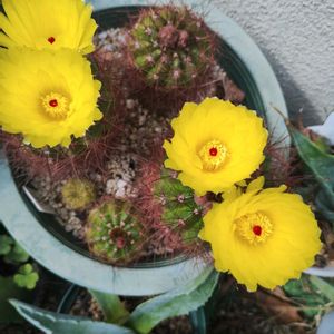 ハナキリン　シャインキッス,ノリウツギ ポールスター,植中毒,GSに感謝。,植物大好きの画像