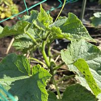 キュウリ,ナス,青じそ,成長中,夏野菜の画像