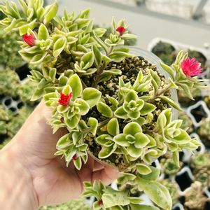 多肉植物,ベランダの画像