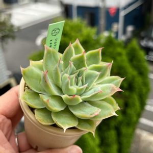 シムランスラグナサンチェスxメキシコポルデンシス,多肉植物,多肉のある暮らし,多肉女子,エケベリ屋の画像