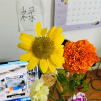 ヒマワリ,マリーゴールドの画像