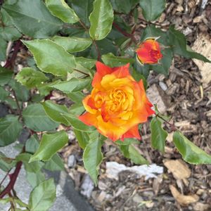オレンジ,大通り,お出かけ先の画像