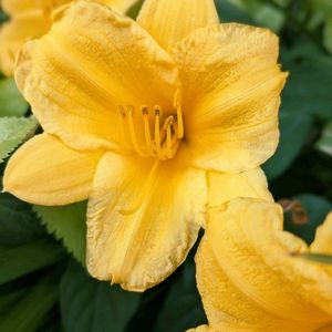 ヘメロカリス,花壇,可愛い,綺麗,花が好きの画像
