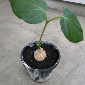 マテレア シクロフィア,マテレア シクロフィラ,マテレア シクロフィラ,珍奇植物,根塊植物の画像