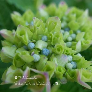 紫陽花 アジサイ あじさい,no green no life,GSに感謝。の画像