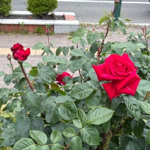 レッド,大通り,お出かけ先の画像