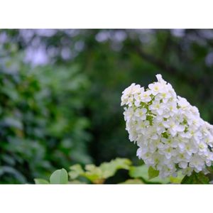 カシワバアジサイ,広い庭の画像