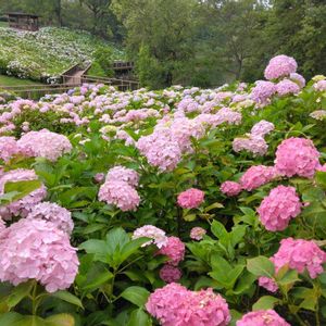 ピンクワールドへ ようこそ,広い庭,お出かけ先の画像