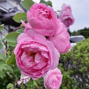 小さな庭の画像