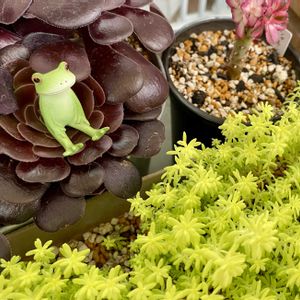 黒法師,黄金細葉万年草,多肉植物,セダム属,アエオニウム属の画像