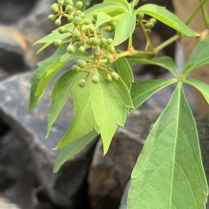 ヘンリー蔦の蕾,平和を願う☆,小さな庭の画像
