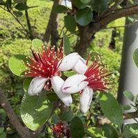 フェイジョア,紫陽花 アジサイ あじさい,植物のある暮らし,お花を楽しむ,晴海鉄道橋の画像