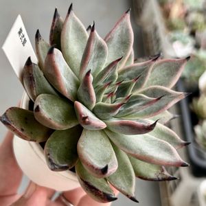 エケベリア,紫式部,光る源氏,多肉植物,エケベリア属の画像