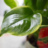ポトス,観葉植物,成長記録,ポトス・AWドリームの画像