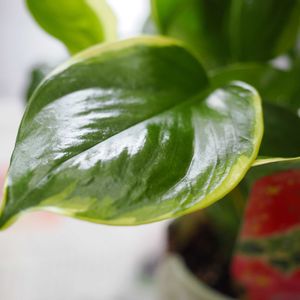 ポトス,観葉植物,成長記録,ポトス・AWドリームの画像
