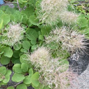 スモークツリー,スモークツリー・グリーンボール,花のある暮らし,植物のある暮らし,おうち園芸の画像