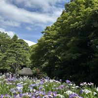 ハナショウブ,ハナショウブ,小石川植物園の画像
