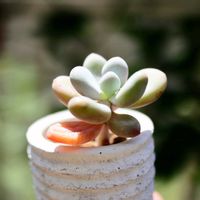 パキフィツム属,多肉植物,ムッチリぷくぷくの日,テラスの画像