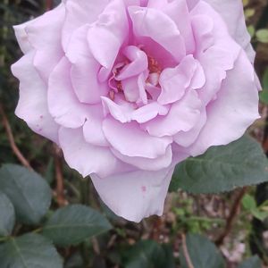 花のある暮らし,植物のある暮らし,おうち園芸,ジョグ友募集,小さな庭の画像