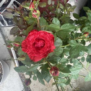 薔薇,オカメインコ,ペットの画像