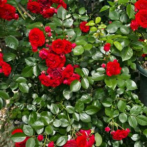 感謝,花のある暮らし,オープンガーデン,いつまでも,き　れ　い❤の画像