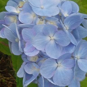 小さな庭の画像