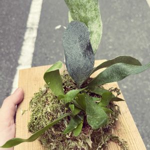  ビカクシダの画像
