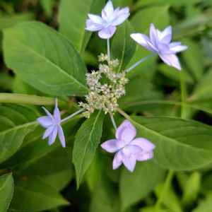 アジサイ,ヤマアジサイ。,開花,花木,大好きな花の画像