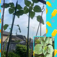 ひまわり,ベランダガーデニングの画像
