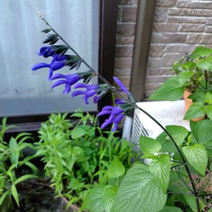 宿根サルビア,宿根サルビア,開花,植えっぱなしの画像