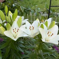 ユリ,花のある暮らし,我が家の花たち,花に癒されての画像