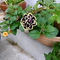 玄関アプローチの画像