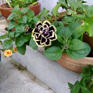 玄関アプローチの画像