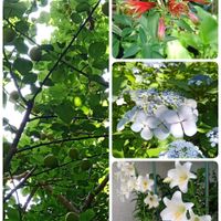 アジサイ,ウメ,ユリ,アルストメリアの画像