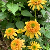 エキナセア,日陰の庭,小さな庭の画像