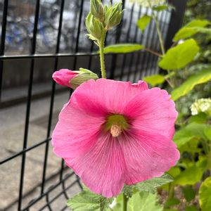 鉢植え,花壇,ガーデニング,自宅,2026スタートの画像