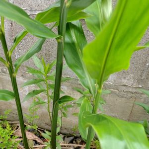 ミニトマト,ミョウガ,今日のお花,小さな庭の画像
