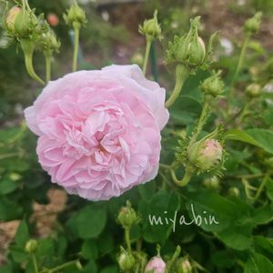 ベルイシス,ネコ好き,花のある暮らし,植中毒,雪国の画像