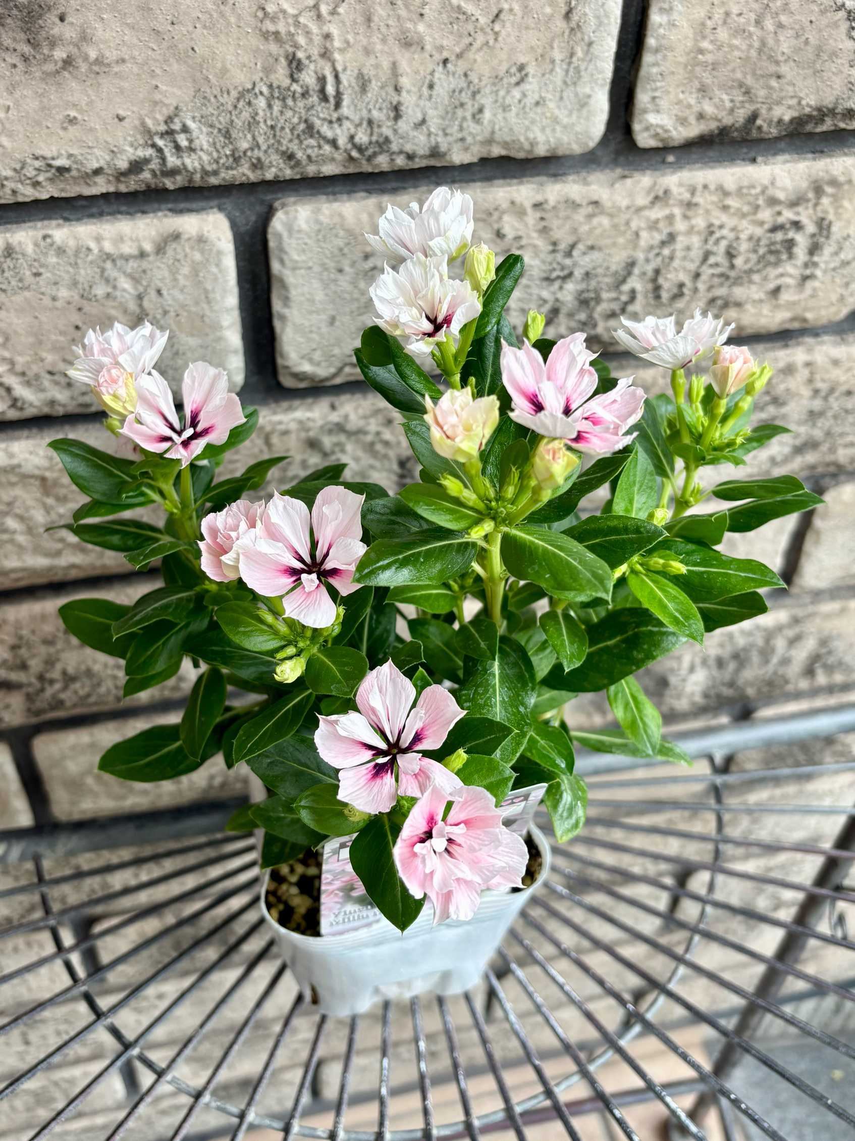ベニスの花 2026年6月の購入品｜🍀GreenSnap（グリーンスナップ）