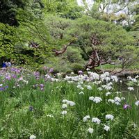 花菖蒲,こうほね,京都,おでかけ先,すいれんの画像