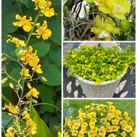 オンシジウム,ミニ胡蝶蘭,メカルドニア,ミリオンベルイエロー,庭の花の画像