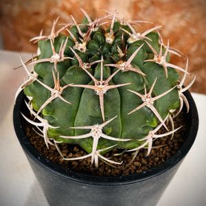 サボテンいろいろ,ギムノカリキュウムフェロシオール,今日の一枚,ｷﾞﾑﾉｶﾘｷｳﾑ応天門,サボテン大好きの画像